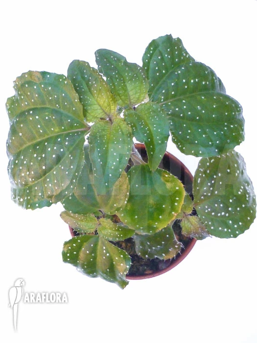 Sonerila Margaritacea 1 Sonerila Margaritacea