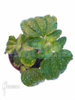 Sonerila Margaritacea 11 Sonerila Margaritacea -Green Haven Sales Store Sonerila margaritacea 2