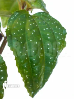 Sonerila Margaritacea 10 Sonerila Margaritacea -Green Haven Sales Store Sonerila margaritacea 3