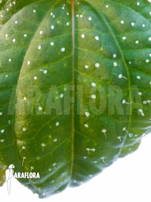 Sonerila Margaritacea 4 Sonerila Margaritacea - Image 4