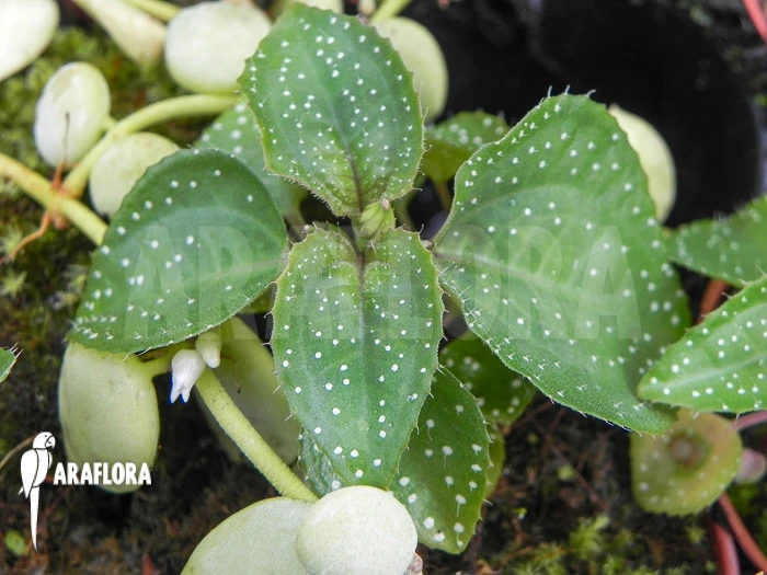 Sonerila Margaritacea 3 Sonerila Margaritacea - Image 3