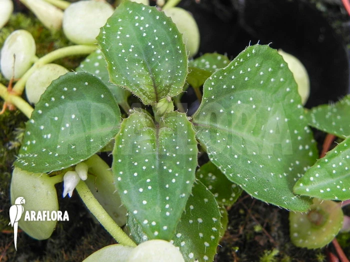 Sonerila Margaritacea 2 Sonerila Margaritacea - Image 2