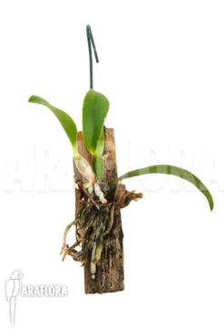 Orchid 'Sophronitis Wittigiana' 'starter'