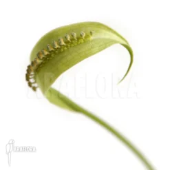 Spathicarpa Sagittifolia -Green Haven Sales Store Spathicarpa sagittifolia 3