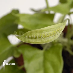 Spathicarpa Sagittifolia -Green Haven Sales Store Spathicarpa sagittifolia 4