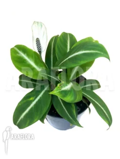 Spathiphyllum Floribundum 'White Line'