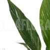 Spathiphyllum Variagated 'WB'