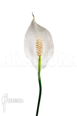 Spathiphyllum Variagated 'WB' -Green Haven Sales Store Spathiphyllum variagated WB 2