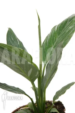 Spathiphyllum Variagated 'WB' -Green Haven Sales Store Spathiphyllum variagated WB 3