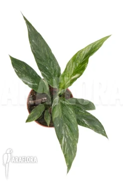 Spathiphyllum Variagated 'WB' -Green Haven Sales Store Spathiphyllum variagated WB 4