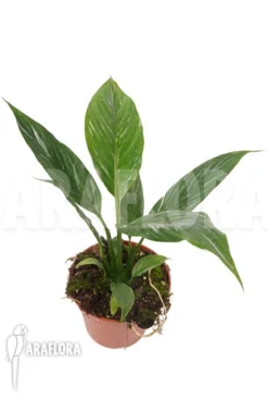 Spathiphyllum Variagated 'WB' -Green Haven Sales Store Spathiphyllum variagated WB 5