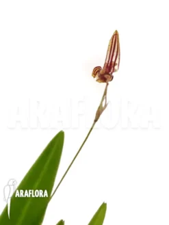 Orchid 'Specklinia Brighamii'