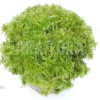 Sphagnum Moss 10 L