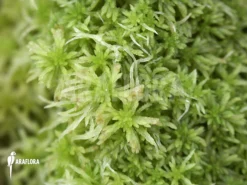 Sphagnum Moss -Green Haven Sales Store Sphagnum moss details 5