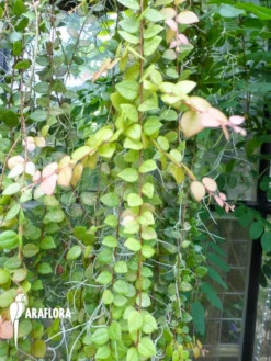 Sphyrospermum Buxifolium