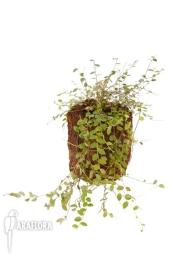 Sphyrospernum Buxifolium -Green Haven Sales Store Sphyrospernum buxifolium 2