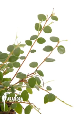 Sphyrospernum Buxifolium -Green Haven Sales Store Sphyrospernum buxifolium 3