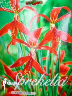 Sprekelia Formosissima