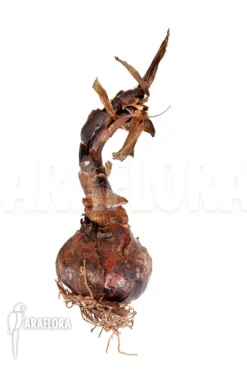 Sprekelia Formosissima -Green Haven Sales Store Sprekelia formosissima 2