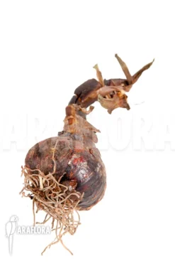 Sprekelia Formosissima -Green Haven Sales Store Sprekelia formosissima 3