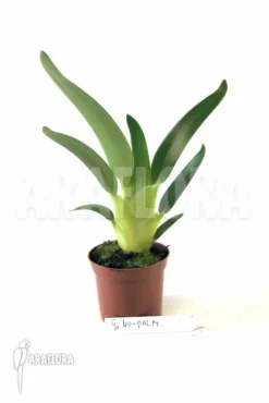 Stegolepis Species Wei