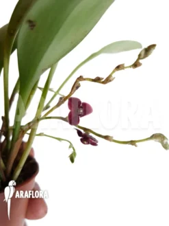 Orchid 'Stelis Ciliolata'