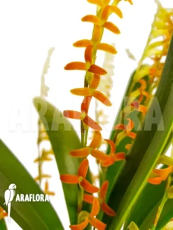 Orchid 'Stelis Emarginata'