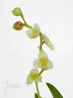 Orchid 'Stelis Eublepharis'