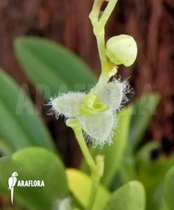 Orchid 'Stelis Eublepharis' -Green Haven Sales Store Stelis eublepharis 4