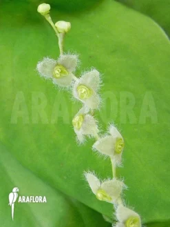 Orchid 'Stelis Eublepharis' -Green Haven Sales Store Stelis eublepharis 6