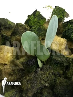 Orchid 'Stelis Gemma'