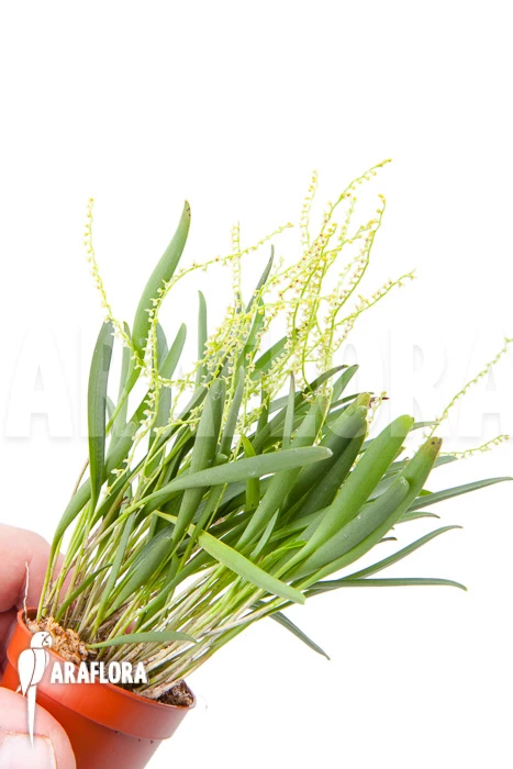 Orchid 'Stelis Species 07' 4 Orchid 'Stelis Species 07' - Image 4