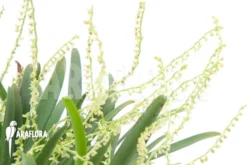 Orchid 'Stelis Species 07' 8 Orchid 'Stelis Species 07' -Green Haven Sales Store Stelis species 07 3