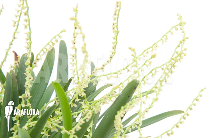 Orchid 'Stelis Species 07' 3 Orchid 'Stelis Species 07' - Image 3