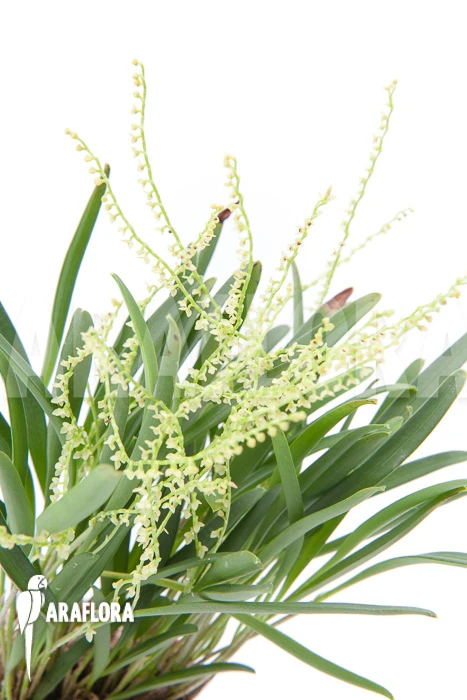 Orchid 'Stelis Species 07' 2 Orchid 'Stelis Species 07' - Image 2