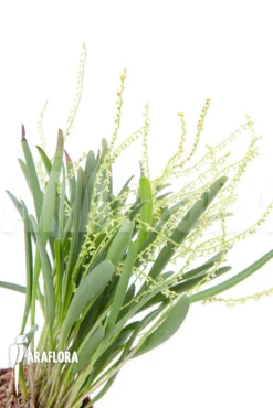 Orchid 'Stelis Species 07' 10 Orchid 'Stelis Species 07' -Green Haven Sales Store Stelis species 07 5