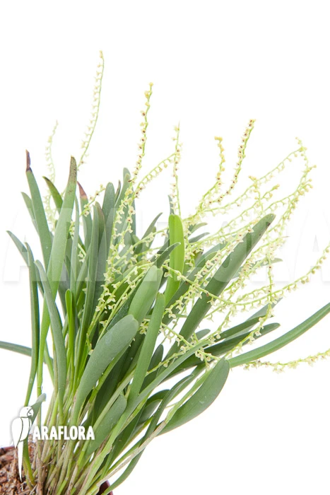 Orchid 'Stelis Species 07' 5 Orchid 'Stelis Species 07' - Image 5