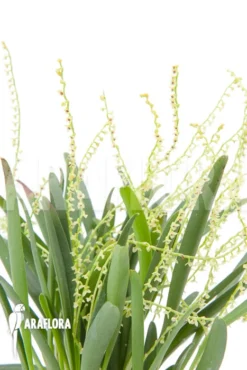 Orchid 'Stelis Species 07' 11 Orchid 'Stelis Species 07' -Green Haven Sales Store Stelis species 07 6