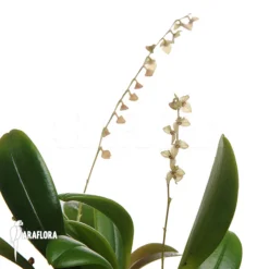 Orchid 'Stelis Species B 'Costa Rica''