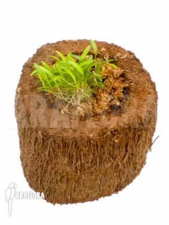 Orchid 'Stelis Species Crawling'