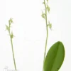 Orchid 'Stelis Tristyla'
