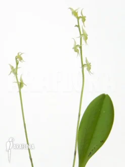 Orchid 'Stelis Tristyla'