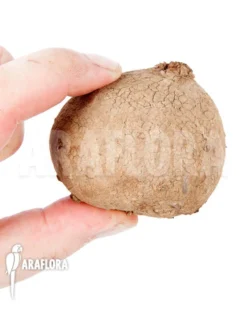 Stephania Erecta 'L'