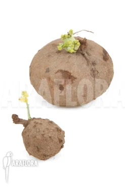 Stephania Erecta 'XXL'