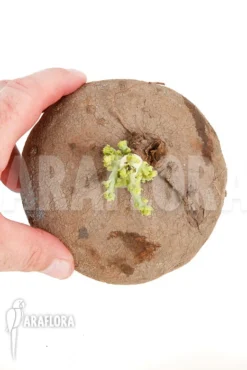 Stephania Erecta 'XXL' -Green Haven Sales Store Stephania erecta XXL 3