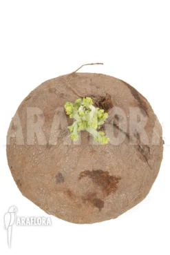 Stephania Erecta 'XXL' -Green Haven Sales Store Stephania erecta XXL 4