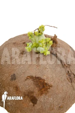 Stephania Erecta 'XXL' -Green Haven Sales Store Stephania erecta XXL 5