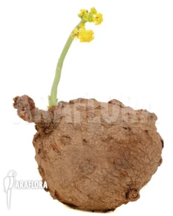 Stephania Erecta 'XXL' -Green Haven Sales Store Stephania erecta XXL 6