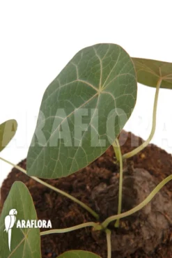 Stephania Nova -Green Haven Sales Store Stephania nova 3