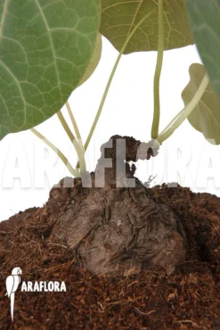 Stephania Nova -Green Haven Sales Store Stephania nova 4